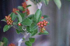 Citharexylum berlandieri