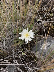 Hypochaeris sessiliflora