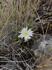 Hypochaeris sessiliflora