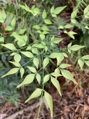 Nandina domestica