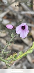 Tetratheca labillardierei