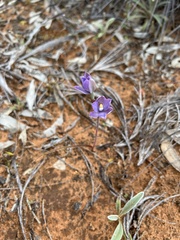 Thelymitra