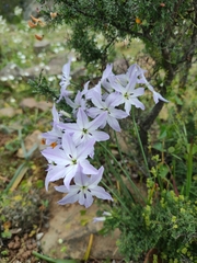 Leucocoryne ixioides