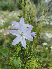 Leucocoryne ixioides
