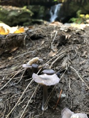 Cyanula