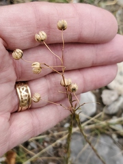 Linum lewisii