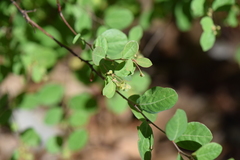 Phyllanthus neoleonensis