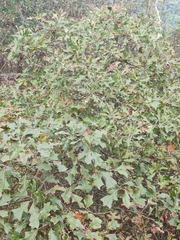 Quercus ilicifolia