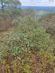 Quercus ilicifolia