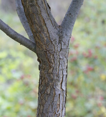 Phylloxera notabilis