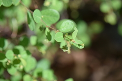 Phyllanthus neoleonensis
