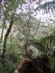 Banksia saxicola