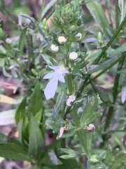 Teucrium cubense