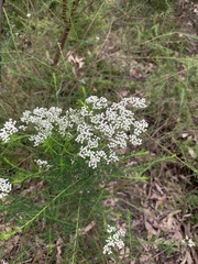 Ozothamnus diosmifolius