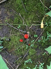 Hygrocybe cuspidata