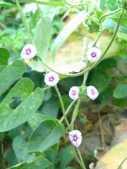 Ipomoea eriocarpa