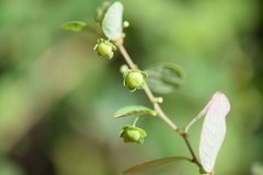 Phyllanthus neoleonensis