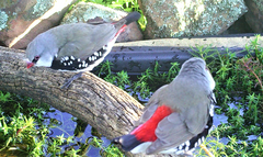 Stagonopleura guttata