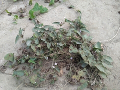 Ipomoea eriocarpa