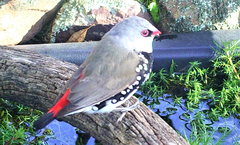 Stagonopleura guttata