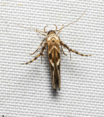 Stathmopoda