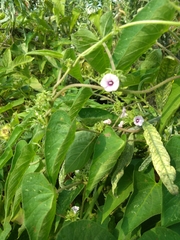 Ipomoea eriocarpa