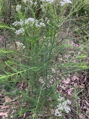 Ozothamnus diosmifolius