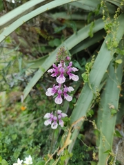 Stachys grandidentata