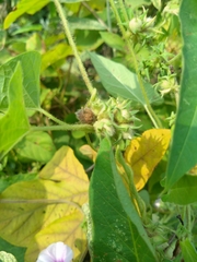 Ipomoea eriocarpa