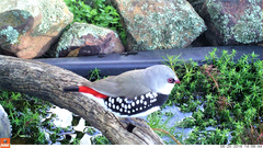 Stagonopleura guttata