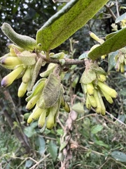 Cestrum tomentosum