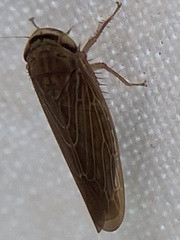 Chlorotettix necopinus