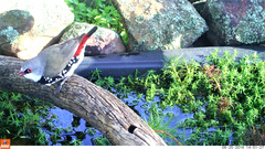 Stagonopleura guttata