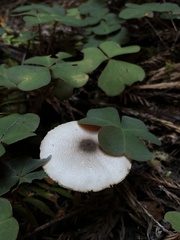 Lepiota atrodisca
