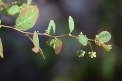 Phyllanthus neoleonensis