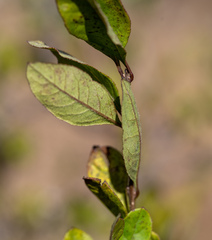 Forestiera ligustrina