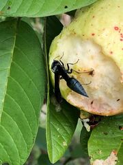Synoeca septentrionalis