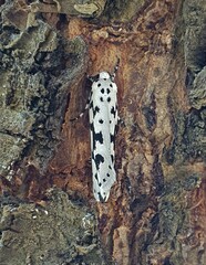 Ethmia