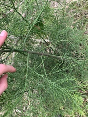 Exocarpos cupressiformis