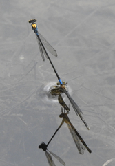 Pseudagrion aureofrons