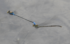 Pseudagrion aureofrons