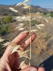 Avena fatua