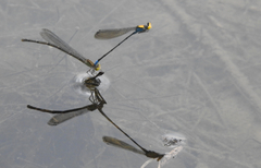 Pseudagrion aureofrons