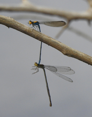 Pseudagrion aureofrons