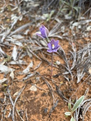 Thelymitra