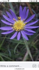 Eurybia hemispherica
