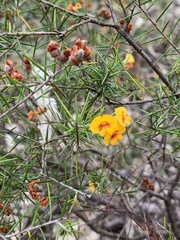 Dillwynia sieberi
