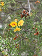 Dillwynia sieberi