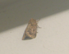 Spodoptera