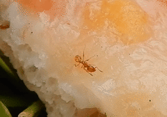 Pheidole tysoni